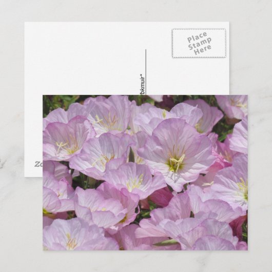 Ansichtkaart - Close-up van Primrose Briefkaart (Voorkant / Achterkant)