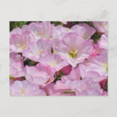 Ansichtkaart - Close-up van Primrose Briefkaart (Voorkant)