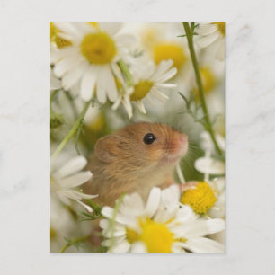 Ansichtkaart - Cute Muis tussen de Madeliefjes Briefkaart