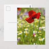 Ansichtkaart - De Rode Klaproos Briefkaart (Voorkant / Achterkant)