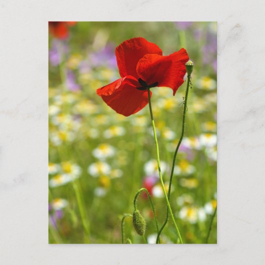 Ansichtkaart - De Rode Klaproos Briefkaart (Voorkant)