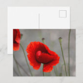 Ansichtkaart De Rode Papaver Briefkaart (Voorkant / Achterkant)