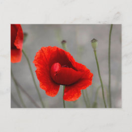 Ansichtkaart De Rode Papaver Briefkaart
