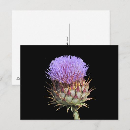 Ansichtkaart - Distel Briefkaart (Voorkant / Achterkant)