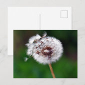 Ansichtkaart - Doe een wens Briefkaart (Voorkant / Achterkant)