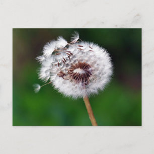 Ansichtkaart - Doe een wens Briefkaart