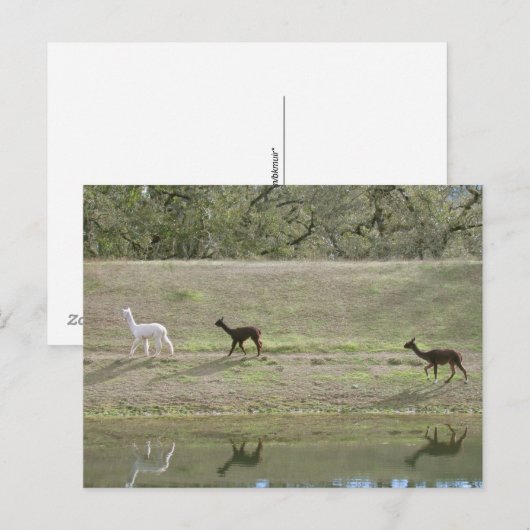 Ansichtkaart – Drie Alpaca's Briefkaart (Voorkant / Achterkant)