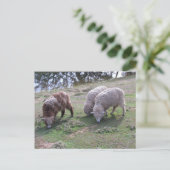 Ansichtkaart - Drie schapen Briefkaart (Staand voorkant)