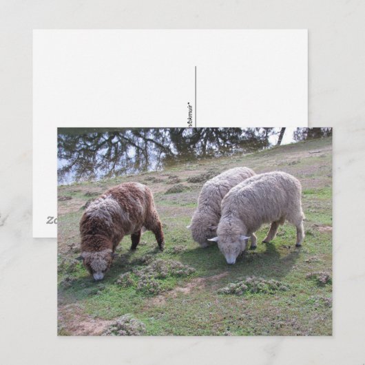 Ansichtkaart - Drie schapen Briefkaart (Voorkant / Achterkant)
