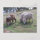 Ansichtkaart - Drie schapen Briefkaart (Voorkant)