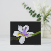 Ansichtkaart - Fortnight Lily Briefkaart (Staand voorkant)