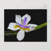 Ansichtkaart - Fortnight Lily Briefkaart (Voorkant)