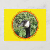 Ansichtkaart - Gans Portret Briefkaart (Voorkant)