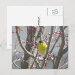 Ansichtkaart - Geel Putje in Kersenboom Briefkaart