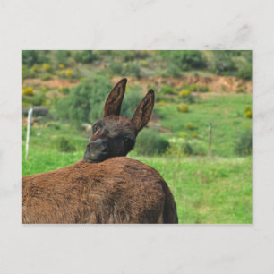 Ansichtkaart: Gelukkige Ezel. Algarve Portugal Briefkaart