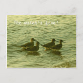 Ansichtkaart - Het water is prima! Briefkaart (Voorkant)