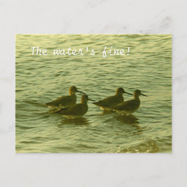 Ansichtkaart - Het water is prima! Briefkaart