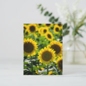 Ansichtkaart Het Zonnebloemveld Briefkaart (Staand voorkant)