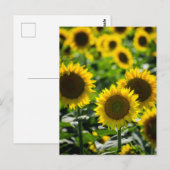 Ansichtkaart Het Zonnebloemveld Briefkaart (Voorkant / Achterkant)
