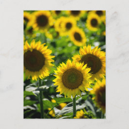 Ansichtkaart Het Zonnebloemveld Briefkaart