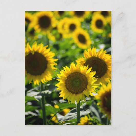 Ansichtkaart Het Zonnebloemveld Briefkaart (Voorkant)