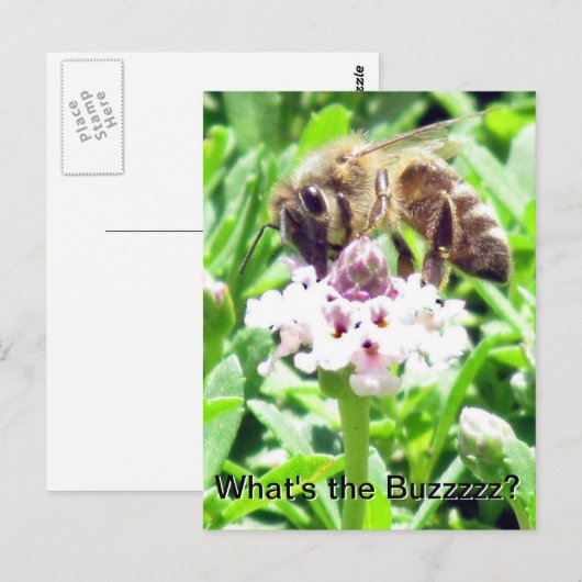 Ansichtkaart - honingbijprofiel briefkaart (Voorkant / Achterkant)