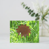 Ansichtkaart - IJzeren zonnebloem in gras Briefkaart (Staand voorkant)