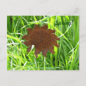 Ansichtkaart - IJzeren zonnebloem in gras Briefkaart (Voorkant)