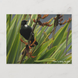 Ansichtkaart, Inheemse Tui, Hawkes Bay, Nieuw-Zeel Briefkaart