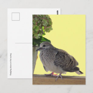 Ansichtkaart - Jong duifje Briefkaart