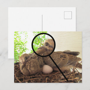 Ansichtkaart - jonge duiven in nest briefkaart