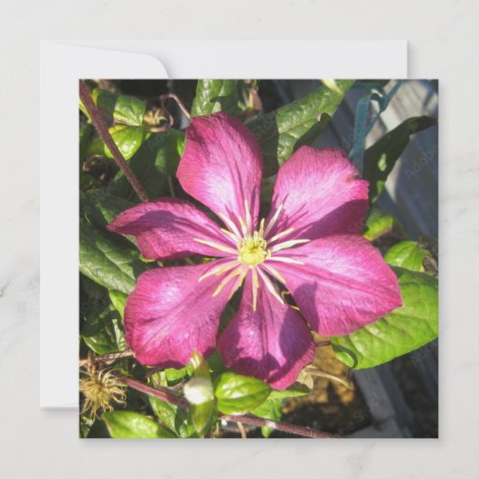 Ansichtkaart Kaart (Voorkant)