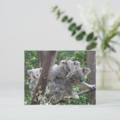 Ansichtkaart Koala QLD Australië Briefkaart (Staand voorkant)