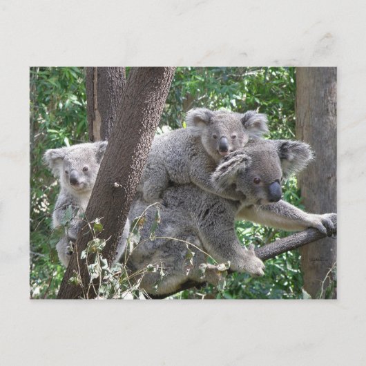 Ansichtkaart Koala QLD Australië Briefkaart (Voorkant)