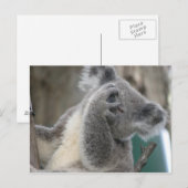Ansichtkaart Koala QLD Australië Briefkaart (Voorkant / Achterkant)