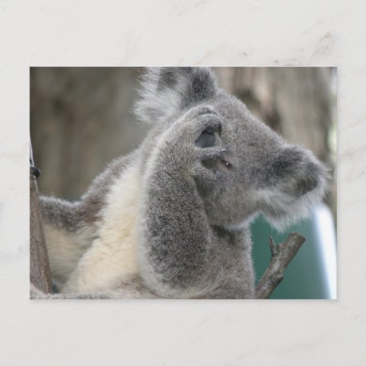 Ansichtkaart Koala QLD Australië Briefkaart (Voorkant)