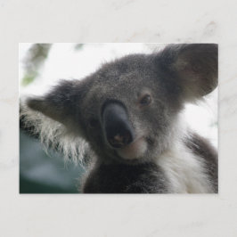Ansichtkaart Koala's QLD Australië Briefkaart