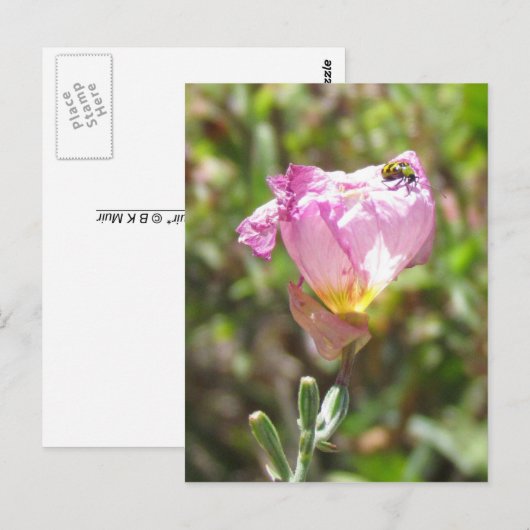 Ansichtkaart - Komkommerkever Briefkaart (Voorkant / Achterkant)