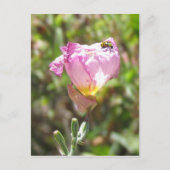 Ansichtkaart - Komkommerkever Briefkaart (Voorkant)