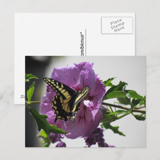 Ansichtkaart - Koningsvlinder op bloesem Briefkaart (Voorkant / Achterkant)