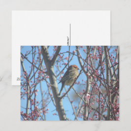 Ansichtkaart - Lente zitplaats Briefkaart
