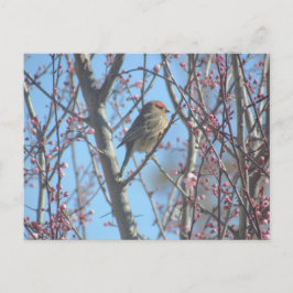 Ansichtkaart - Lente zitplaats Briefkaart