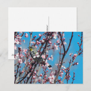 Ansichtkaart - Lentemus Huismus Briefkaart