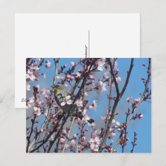 Ansichtkaart - Lentemus Huismus Briefkaart (Voorkant / Achterkant)