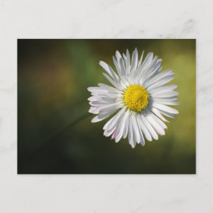 Ansichtkaart Madeliefje - Fotografisch Natuur Bloe Briefkaart