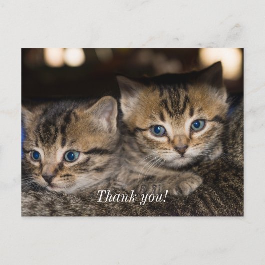 Ansichtkaart met dank aan mamma met twee katjes di briefkaart (Voorkant)