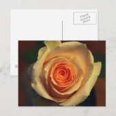 Ansichtkaart met gele roos briefkaart (Voorkant / Achterkant)