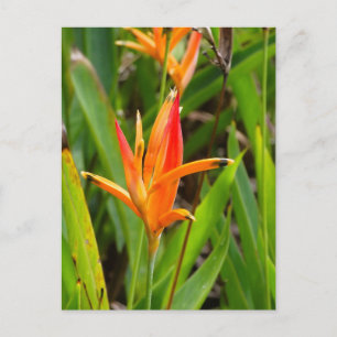 Ansichtkaart met oranje bloemen op de voorkant briefkaart