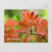 Ansichtkaart met oranje Rhododendron Briefkaart (Voorkant)