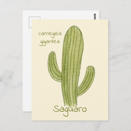 Ansichtkaart met Saguaro Cactus. Briefkaart (Voorkant / Achterkant)